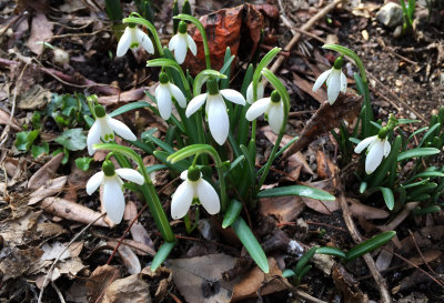 March 16, 2015 Photo Shoot - Mostly LaGuardia Corner Garden