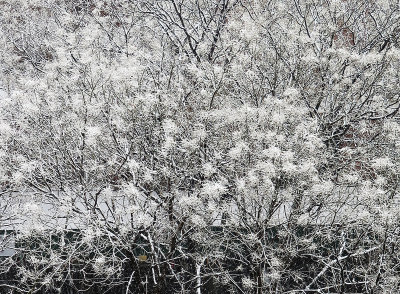 March 20, 2015 Photo Shoot -  First Day of Spring Snowfall 