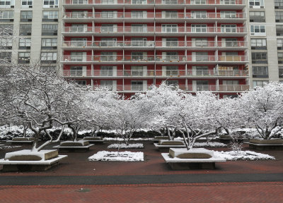 Sasaki Garden - Fresh Snow on the Crab Apple Tree Grove