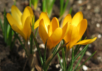 Yellow Crocuses 