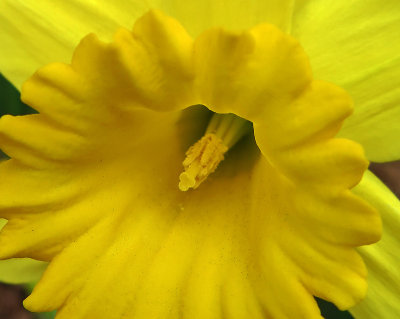Inside a Newly Planted Daffodil  