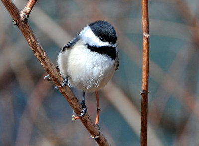 Blackcapped or Mexican Chickadee? 