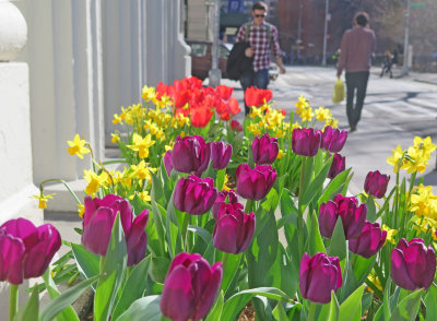 Tulip & Daffodil Sidewalk Garden