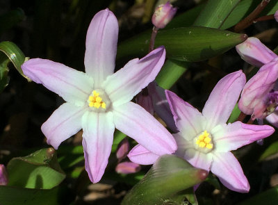 Chionodoxia or Glory of the Snow Starflower