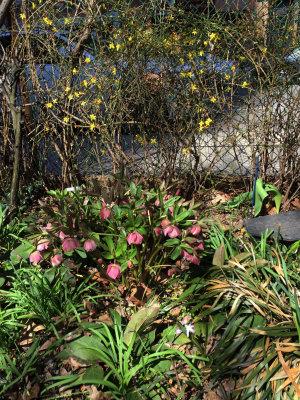 Helleborus & Jasimum nudiforum