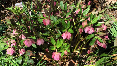 Hellibore or Helleborus