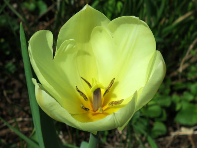 Cream Key Lime Tulip 