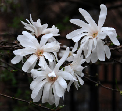 Maganolias are Blooming 