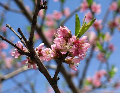 Peach Tree Blossoms 