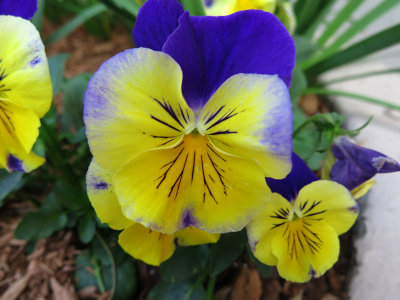 Pansies or Viola 