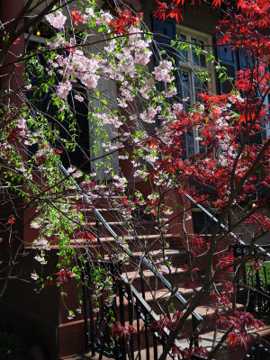 Prunus Blossoms & Red Leaf Maple at a Brownstone Stoop