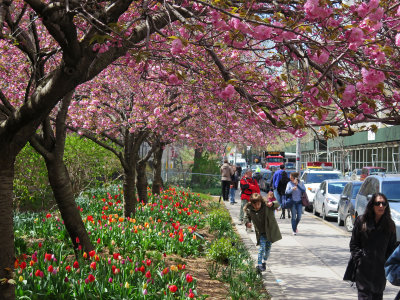 Cherry Tree Blossoms & Tulips at NYU Athletic Center Garden