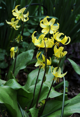 Erythronium Pagoda or Pagoda FlowersDSC_6472.jpg