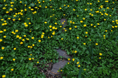 Marsh Marigolds or Caltha