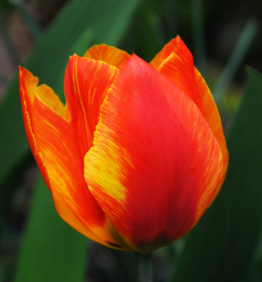 Tulip