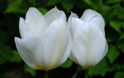 Tulip