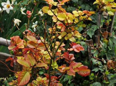 Rose Bush Foliage