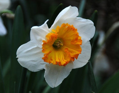 Daffodil 