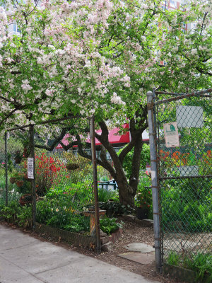 April 30, 2015 LaGuardia Corner Garden 