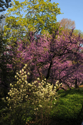 Fothergilla & Red Bud Blossoms