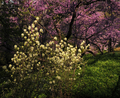 Fothergilla & Red Bud Blossoms