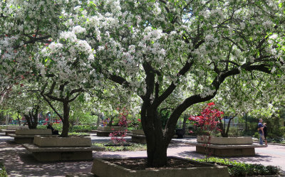 May 3, 2015 Photo Shoot - WSV Sasaki & LaGuardia Corner Garden
