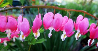 Dicentra or Hearts