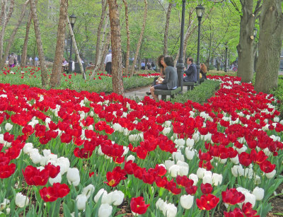 Red & White Tulipa near the Winter Garden Financial Center