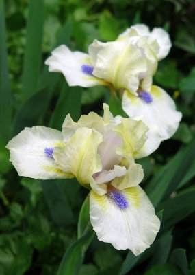 Iris Are Blooming