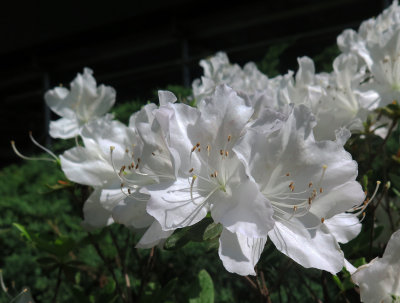 May 12, 2015 Photo Shoot - WSV Sasaki Garden, Lunch Party & Sunset