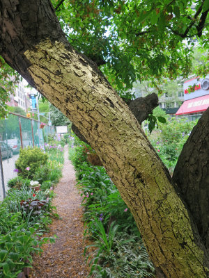 May 13, 2015 LaGuardia Corner Garden