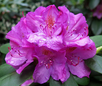 May 16, 2015 Photo Shoot - Mostly WSV Area Gardens