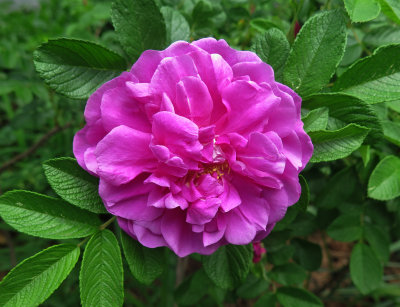 Rosa Rugosa