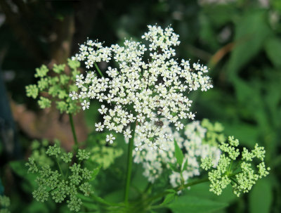 Daucus corota or Queen Ann's Lace with Black Ant Nest
