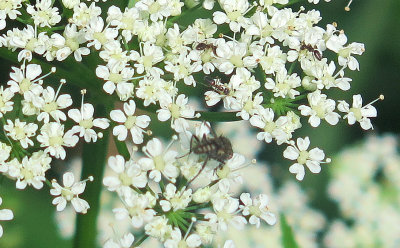 Daucus corota or Queen Ann's Lace with Black Ant Nest