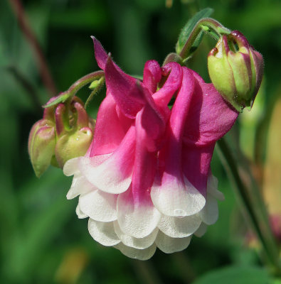 Columbine aquilegia