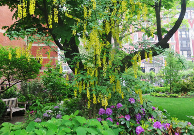 Garden View - Yellow Wisteria Tree & Electric Pink Rhododendrons 