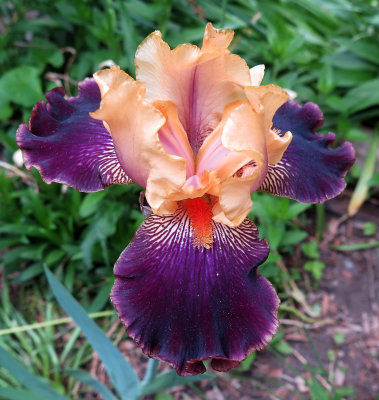 Iris