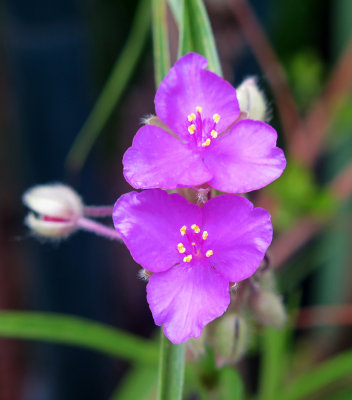 Tradescantia or Spiderwort