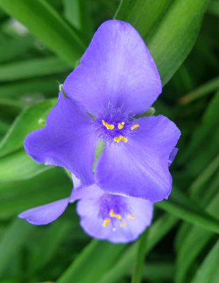 Tradescantia or Spiderwort