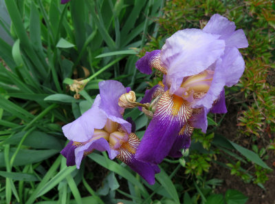 Iris