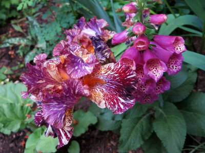 Iris