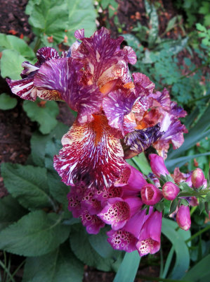 Iris