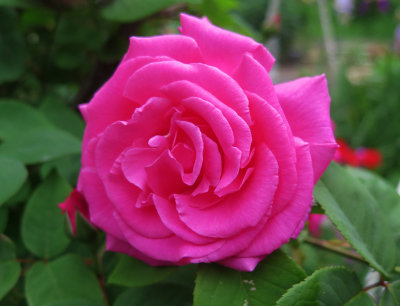 Zephrine Drouhin Rose - Rose Season Begins 