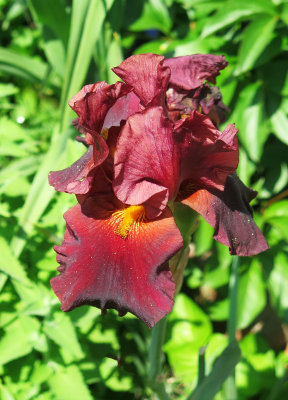 Iris