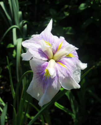 Iris