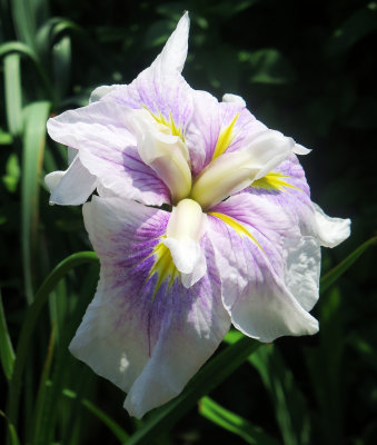 Iris