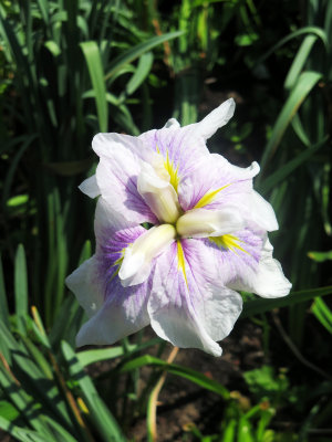 Iris