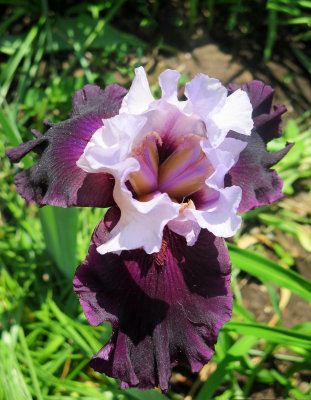 Iris