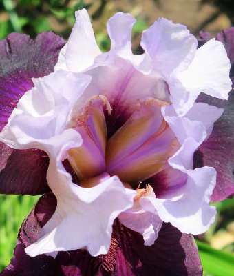 Iris